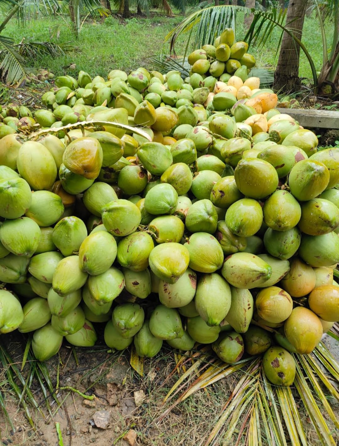 whatsapp image 2025 07 31 at 10.42.15 4bd80341 whatsapp image 2025 07 31 at 10.42.15 4bd80341